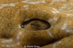 Wobbegong eye close up by Mark Gray 